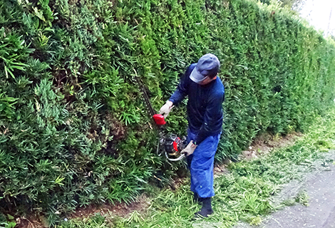 植木・庭木のお手入れ